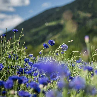 Fleurs de bleuet bio comestibles de Suisse