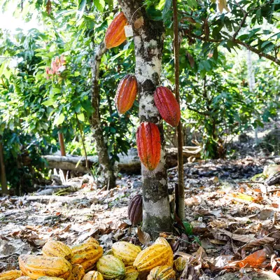 Elmer, copertura di cioccolato Choba Choba 64% prodotta equamente per praline pregiate