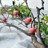 Creare autentici sogni di pasticceria con lo stampo in silicone Ciliegie