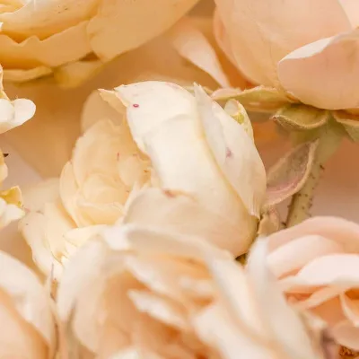 Mini roses lyophilisées blanches & roses