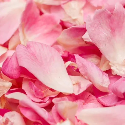 Freeze-dried rose petals