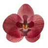 Orchidées en papier comestible rouge, 10 pièces