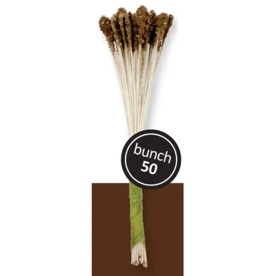 Braune Blütenpollen für Lilien, 50 Stück