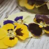Violette commestibili essiccate, 15 pezzi