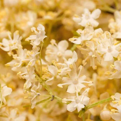 Fiori di sambuco liofilizzati
