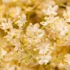 Fleurs de sureau lyophilisées