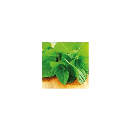 Flavour Paste Peppermint 100 g - Mint Aroma