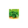 Flavour Paste Peppermint 100 g - Mint Aroma
