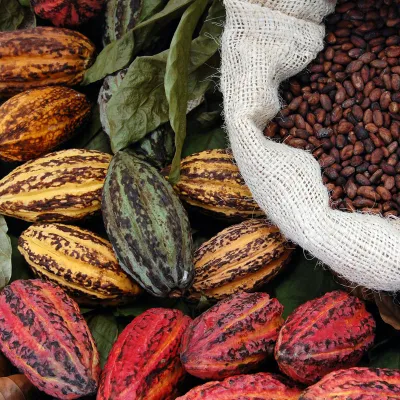 Bean to Bar Kurs - Selbst Schokolade herstellen – 19.10.2026