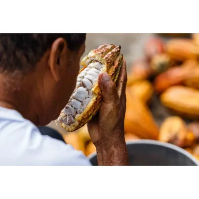 Pasiona, Choba Choba Couverture 41% de production équitable pour pralinés fins
