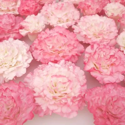 Easiest carnation cutters for elegant decorations
