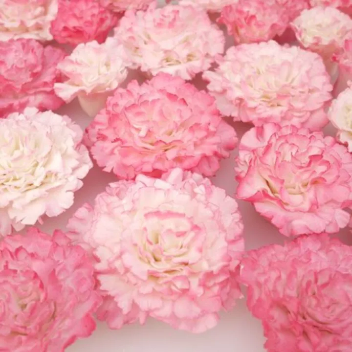 Easiest carnation cutters for elegant decorations