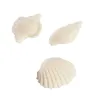 Conchiglie in silicone per decorazioni realistiche