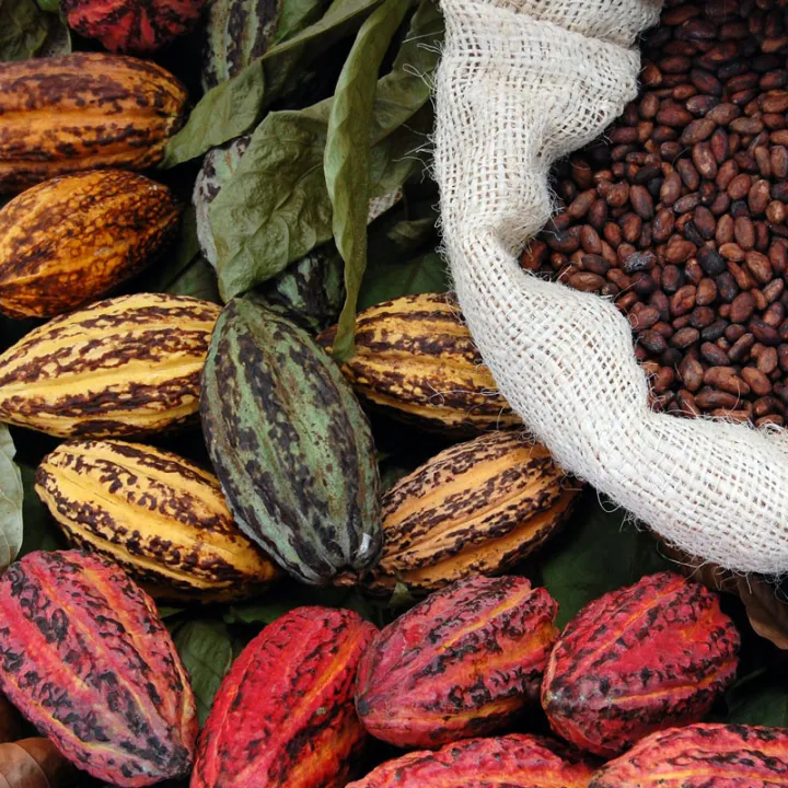 Bean to Bar Kurs - Selbst Schokolade herstellen – 25.01.2027