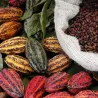 Bean to Bar Kurs - Selbst Schokolade herstellen – 25.01.2027