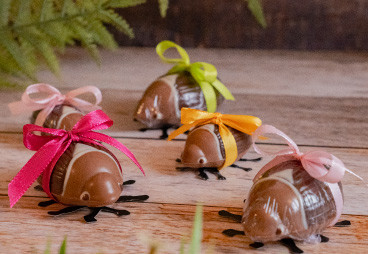 Chocolate cockchafer